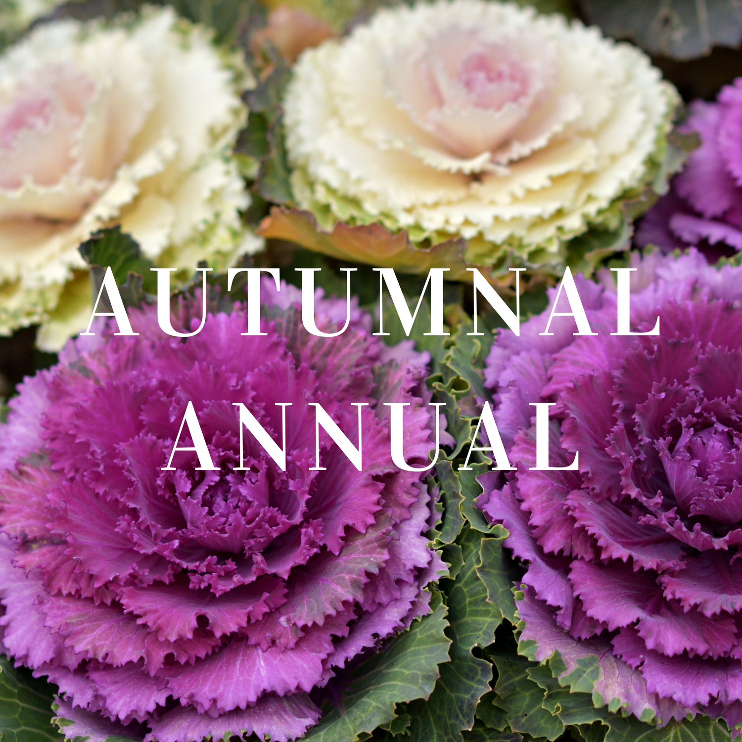 Autumn Annual Plants