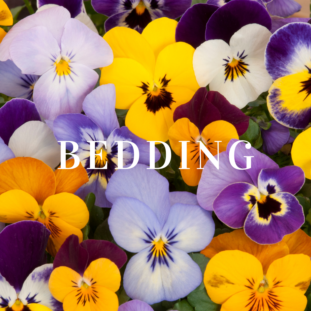 Bedding Plants