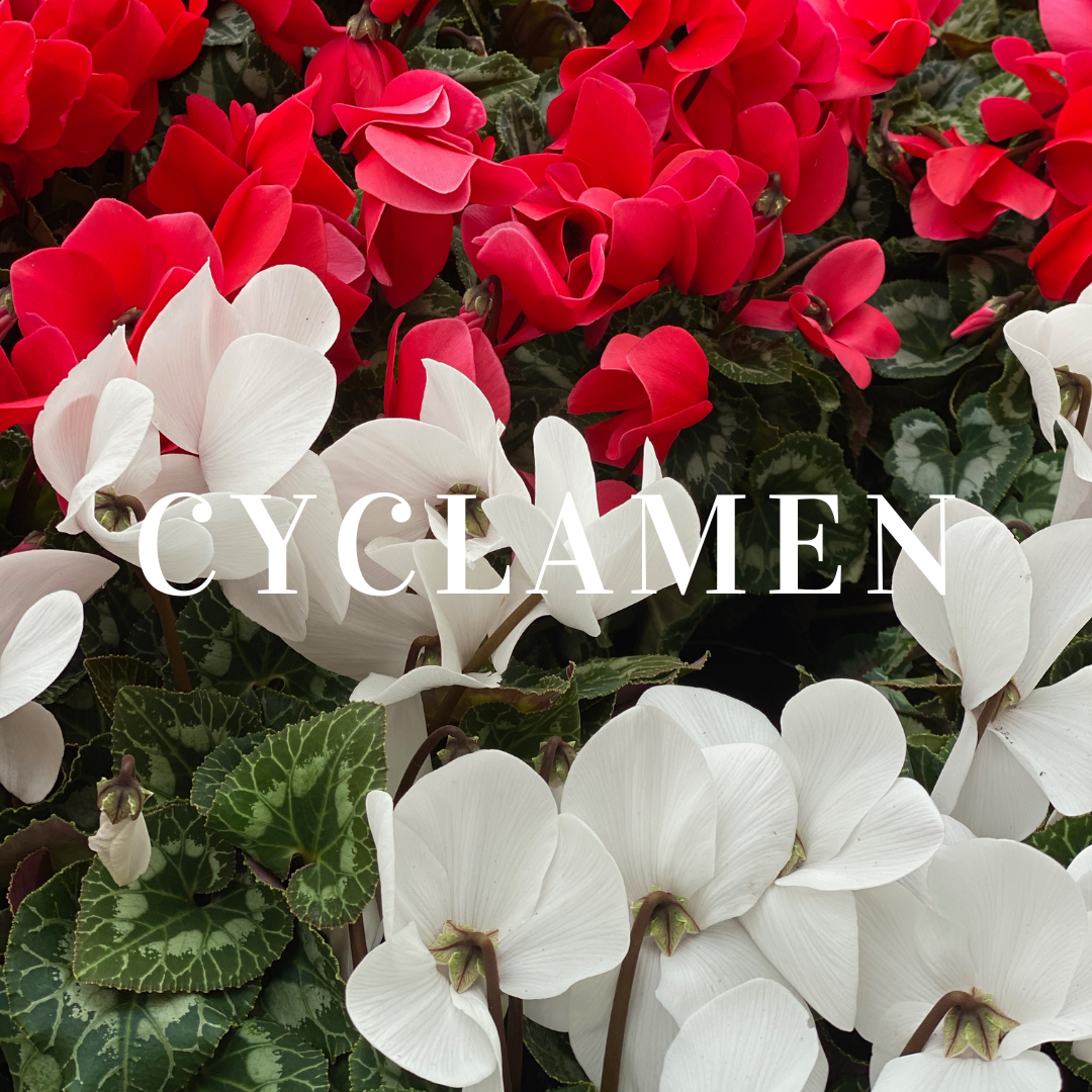 Cyclamen Plants