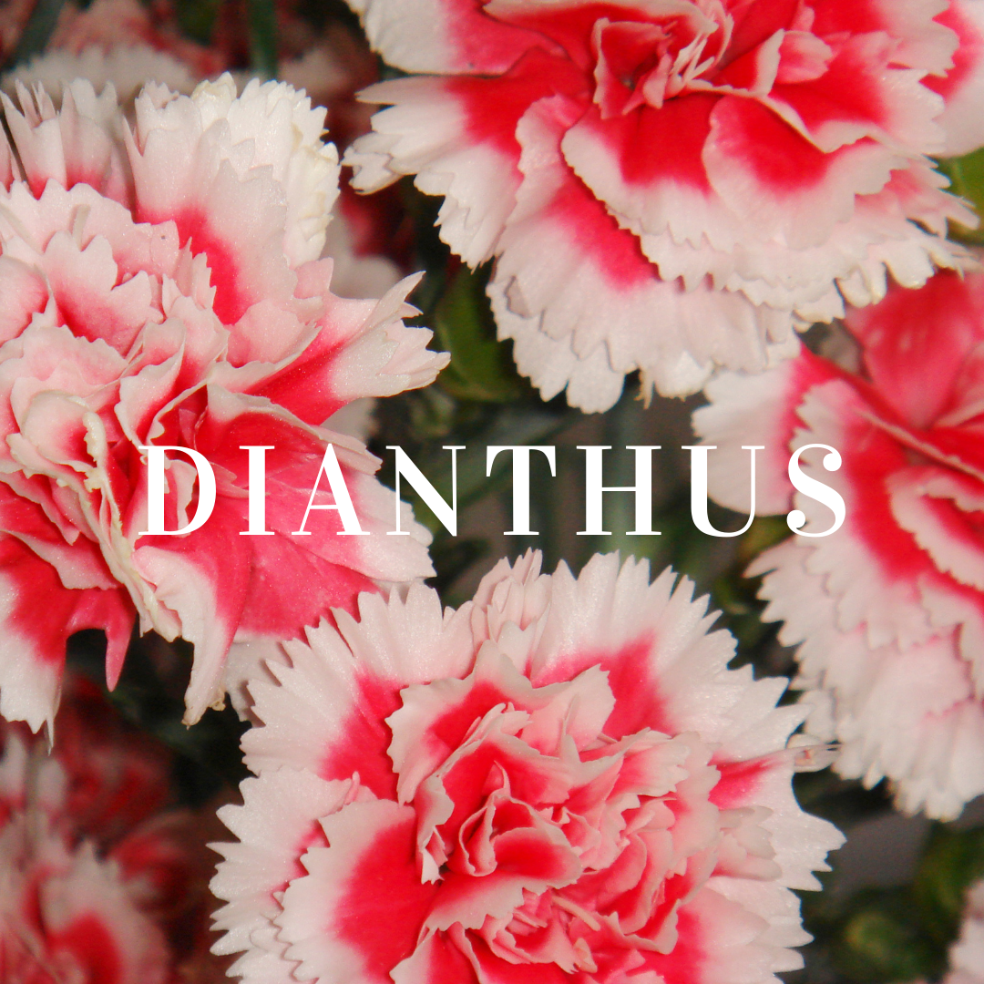 Dianthus Plants