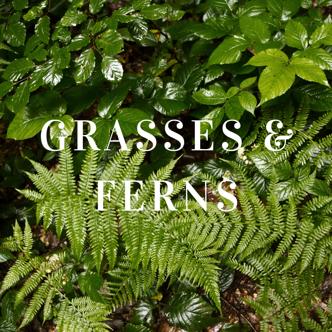 Grasses & Fern Plants