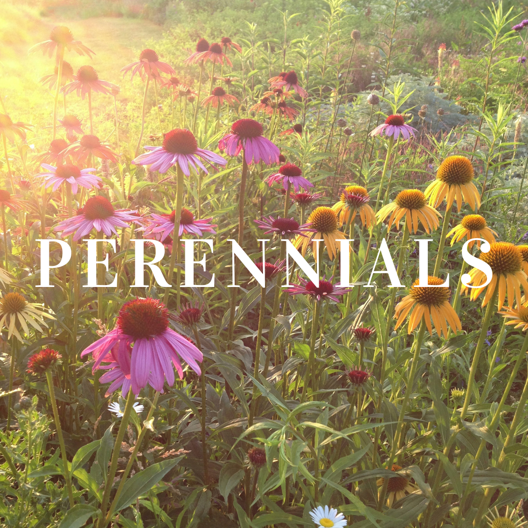 Perennial Plants