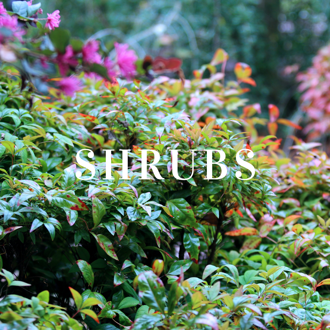 Shrub Plants