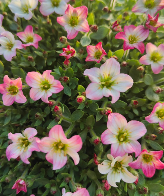 x1 Saxifraga Picotee - 19cm/3Litre