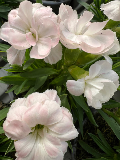 x3 Dianthus Oscar White Plants 10.5cm/9cm