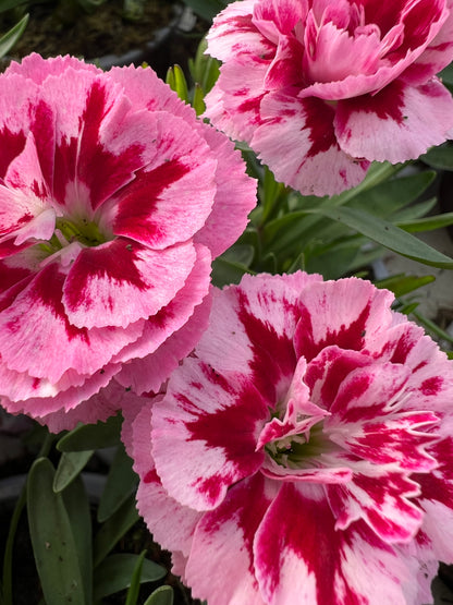 x3 Dianthus Oscar Purple Star 10.5cm/9cm