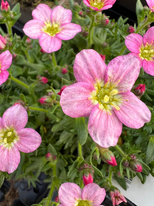 x2 Saxifraga Alpino Pink 13cm/1Litre