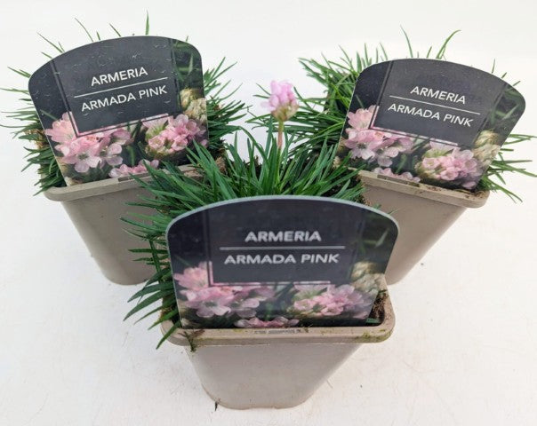 x2 Armeria Armada Pink 13cm/1 Litre