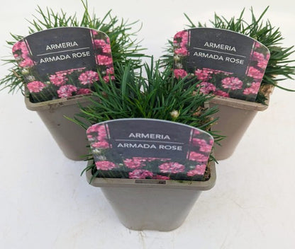 x2 Armeria Armada Rose 13cm/1 Litre