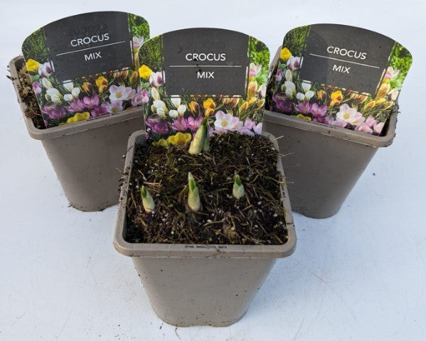 x2 Crocus Mix Plants 13cm/1Litre