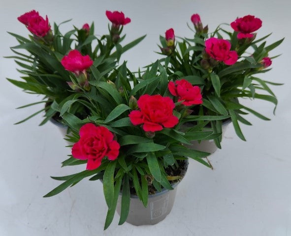 x3 Dianthus Oscar Oscar 10.5cm/9cm