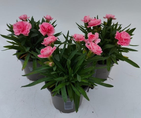 x3 Dianthus Oscar Pink 10.5cm/9cm