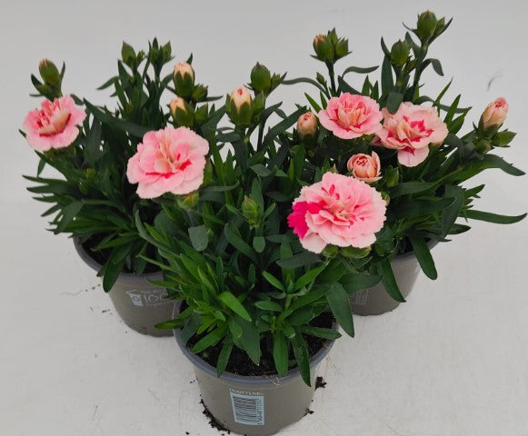 x3 Dianthus Oscar Pink Star 10.5cm/9cm