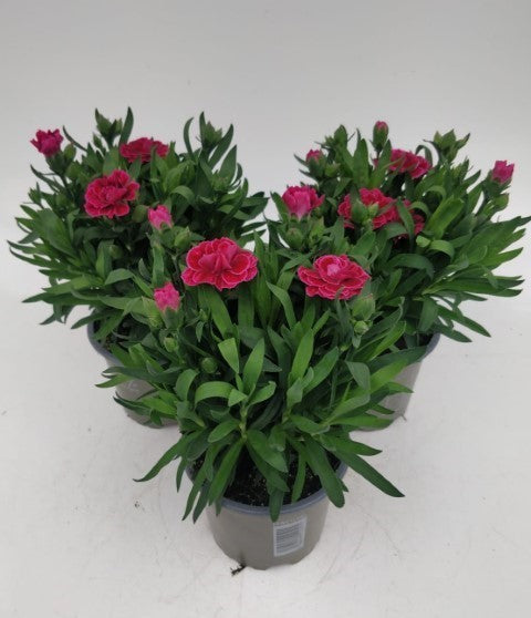 x3 Dianthus Oscar Pink & Purple 10.5cm/9cm