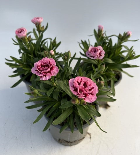 x3 Dianthus Oscar Purple Star 10.5cm/9cm