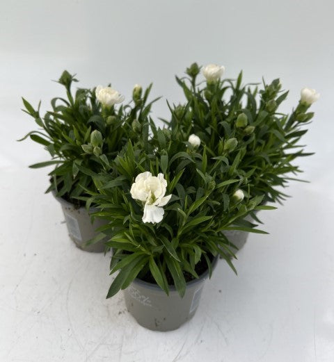 x3 Dianthus Oscar White Plants 10.5cm/9cm