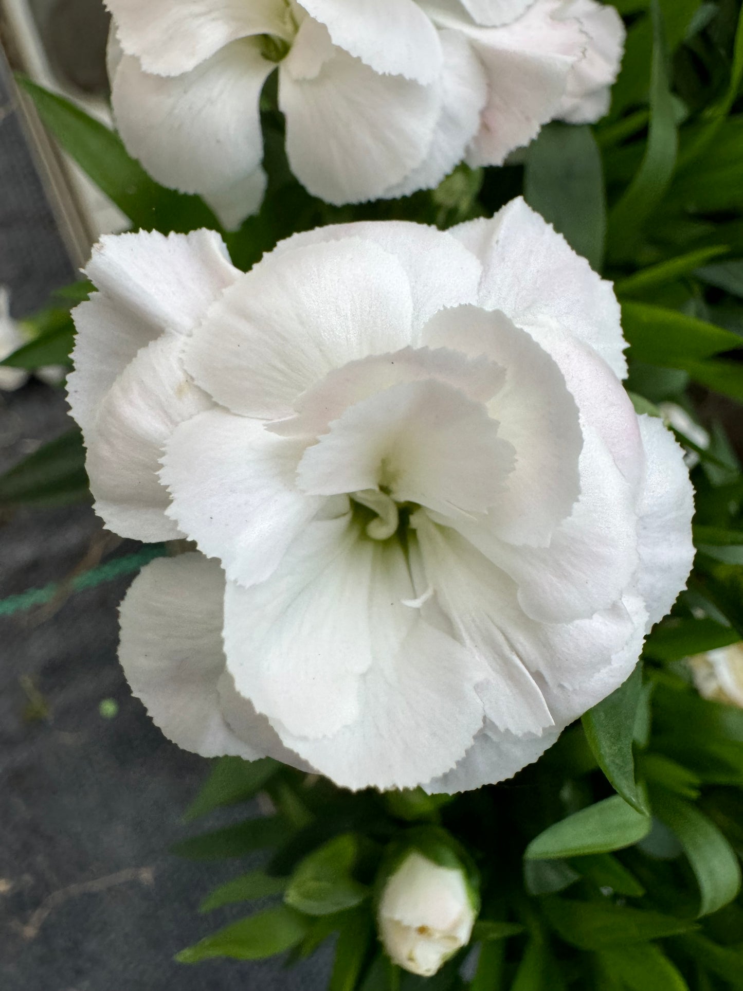 x3 Dianthus Oscar White Plants 10.5cm/9cm