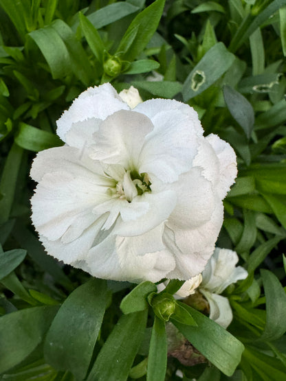 x3 Dianthus Oscar White Plants 10.5cm/9cm