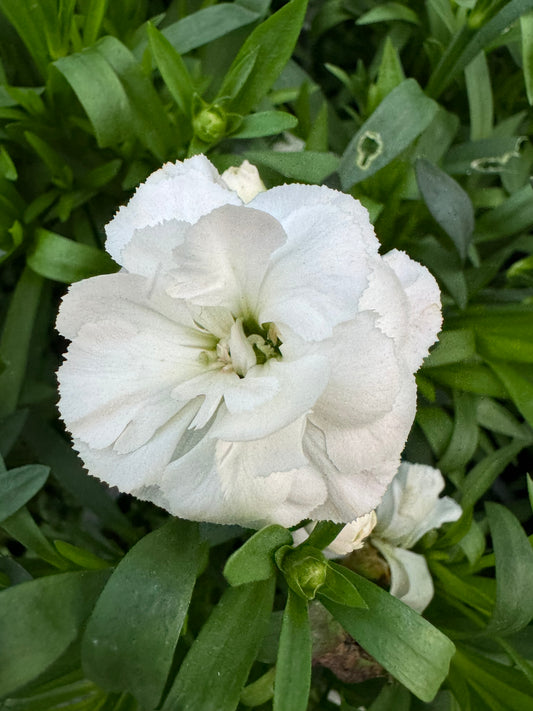 x3 Dianthus Oscar White Plants 10.5cm/9cm