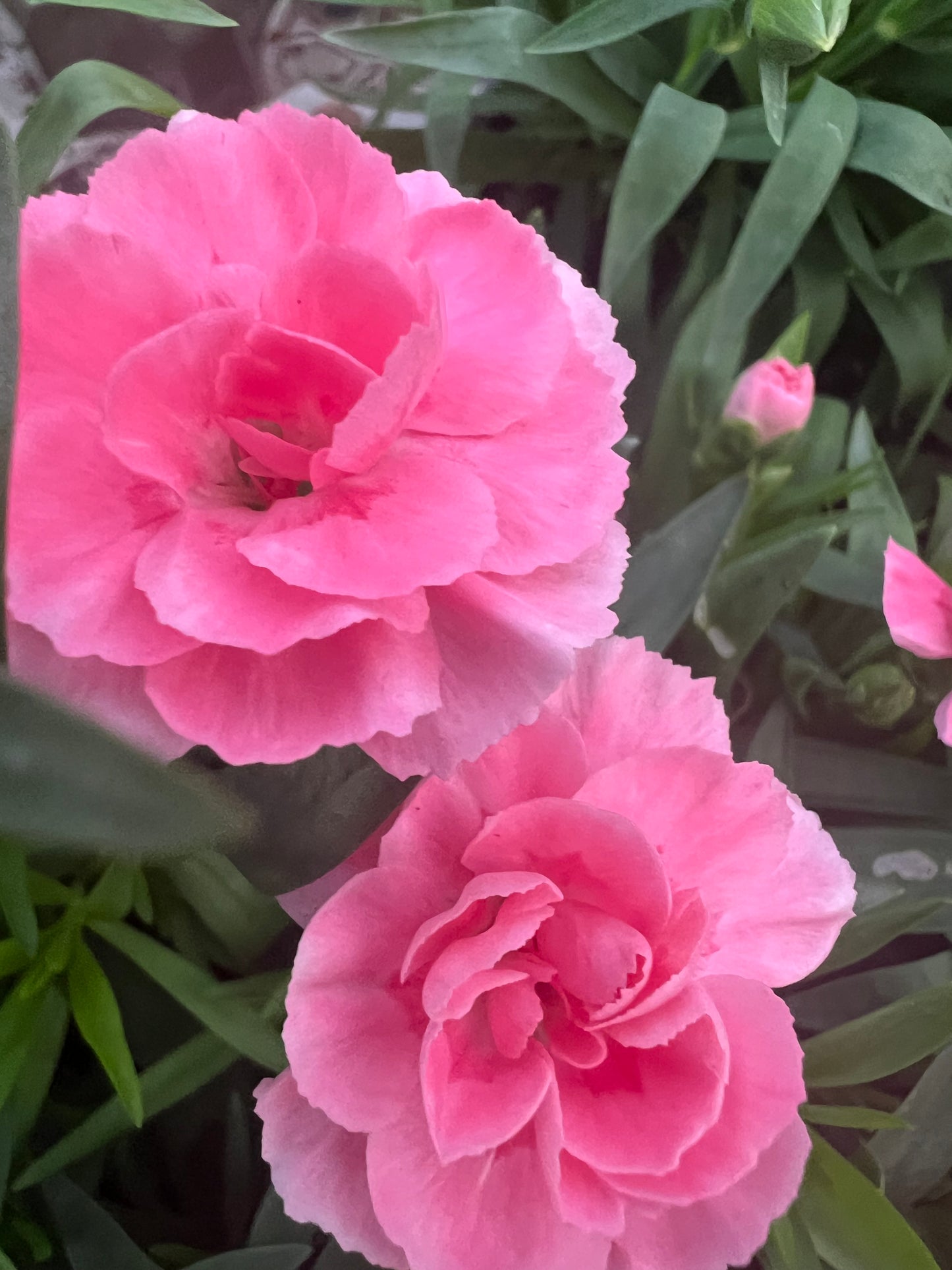 x3 Dianthus Oscar Pink 10.5cm/9cm