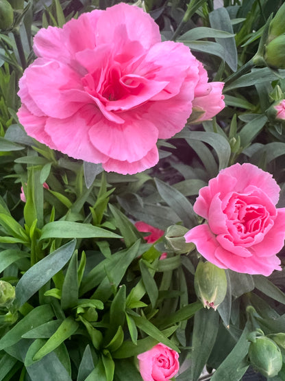 x3 Dianthus Oscar Pink 10.5cm/9cm