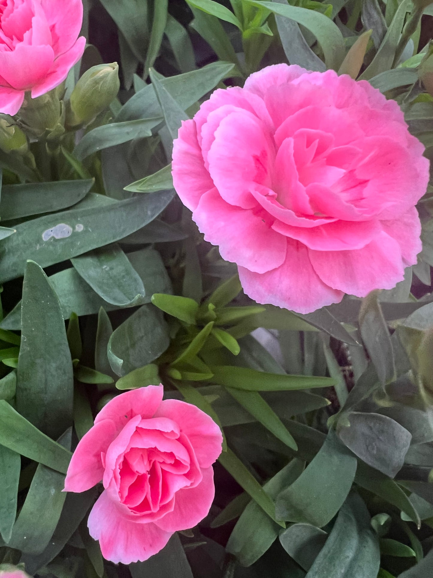 x3 Dianthus Oscar Pink 10.5cm/9cm