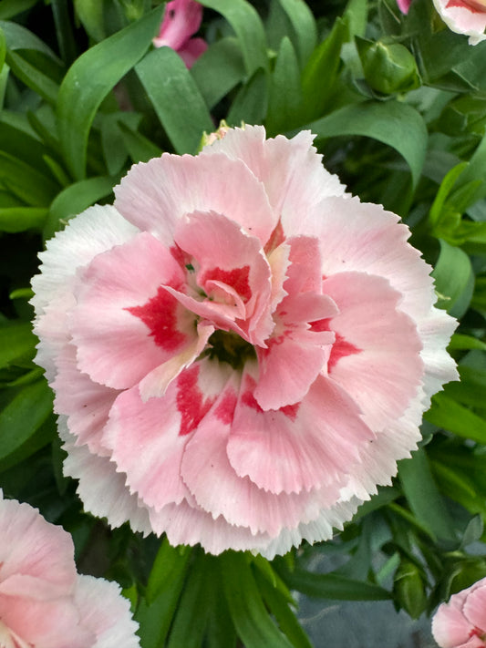 x3 Dianthus Oscar Pink Star 10.5cm/9cm