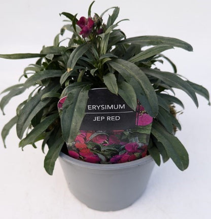 x1 Erysimum Jep Red 17cm/2Litre