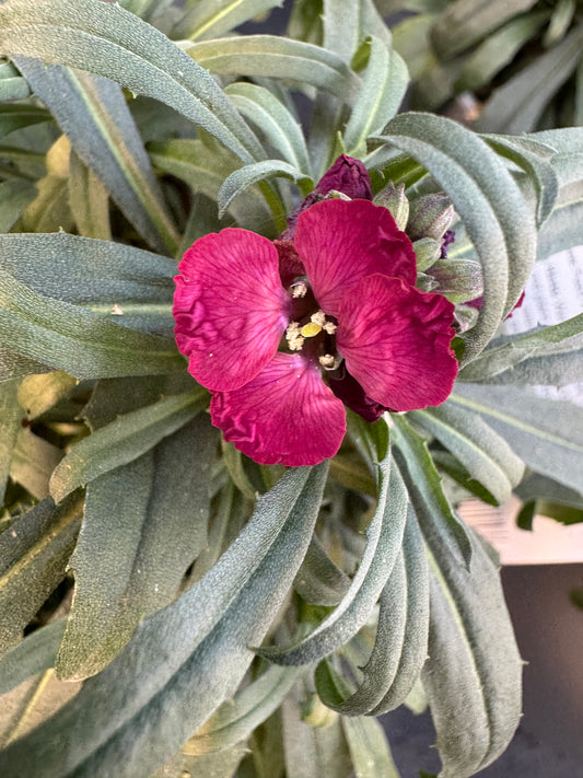 x1 Erysimum Jep Red 17cm/2Litre