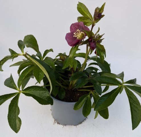 x1 Helleborus Glamour Elance 19cm/3Litre