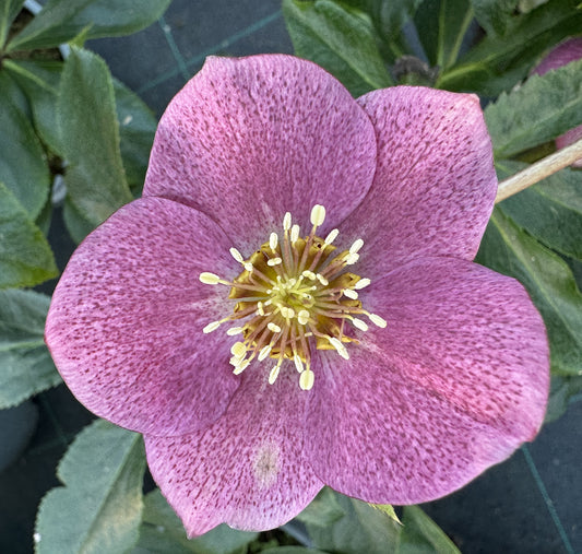 x1 Helleborus VIV Carlotta 19cm/3Litre