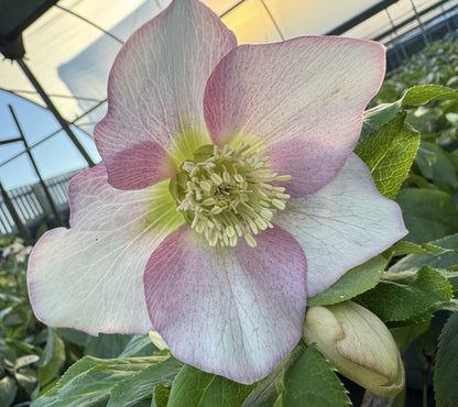 x1 Helleborus VIV Rosa 19cm/3Litre