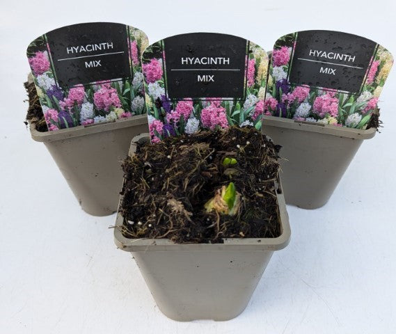 x2 Hyacinth Mixed Plants 13cm/1Litre