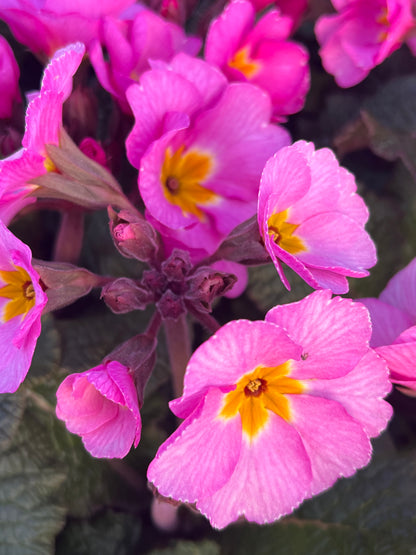 x3 Primula Polyanthus Stella Pink Champagne 10.5cm