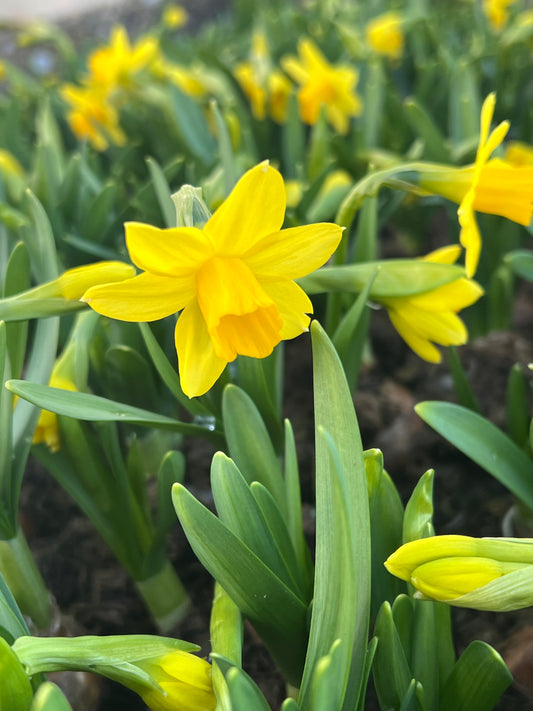 x3 Narcissus Daffodil Tete a Tete 10.5cm/9cm