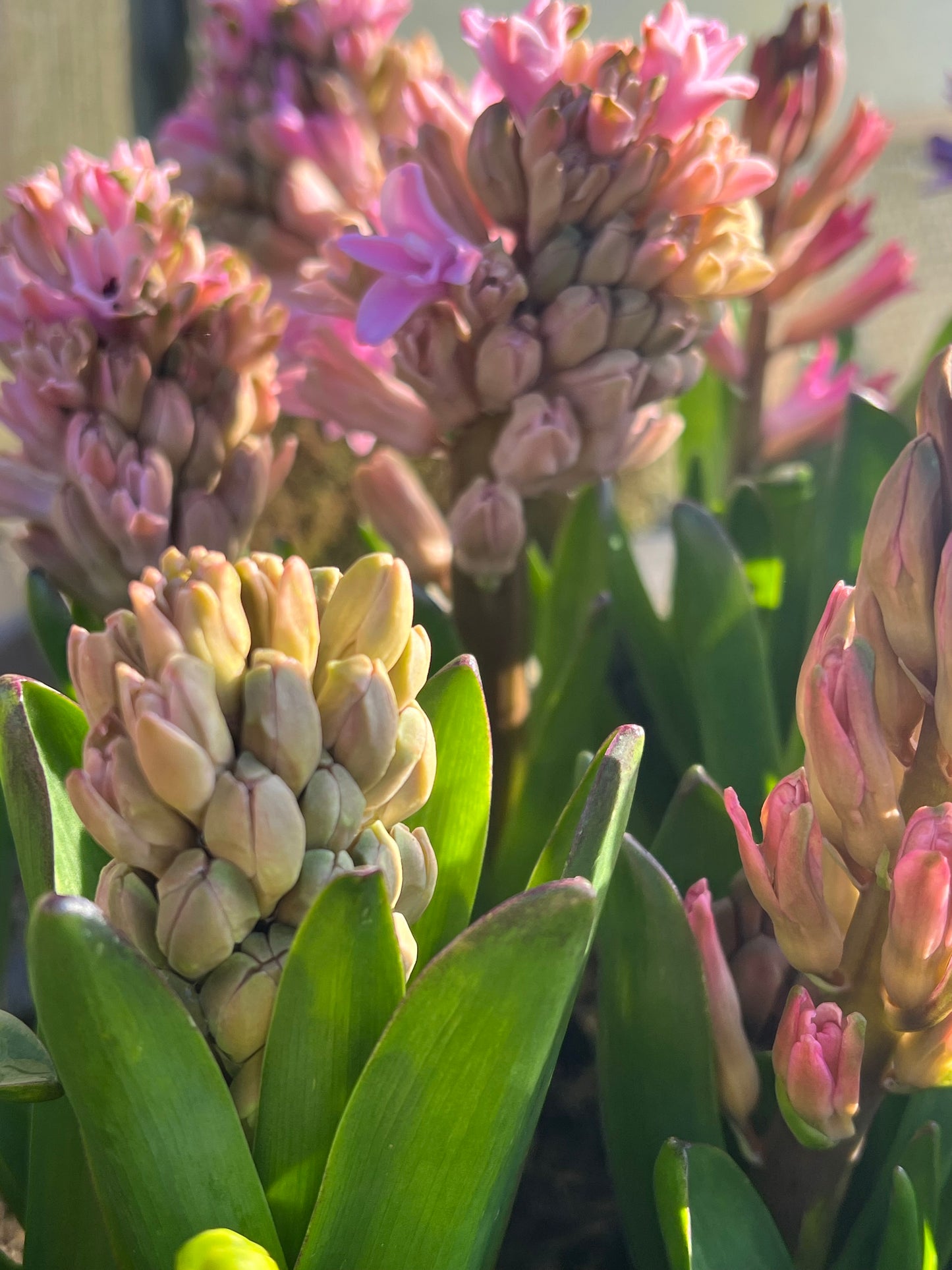 x2 Hyacinth Mixed Plants 13cm/1Litre