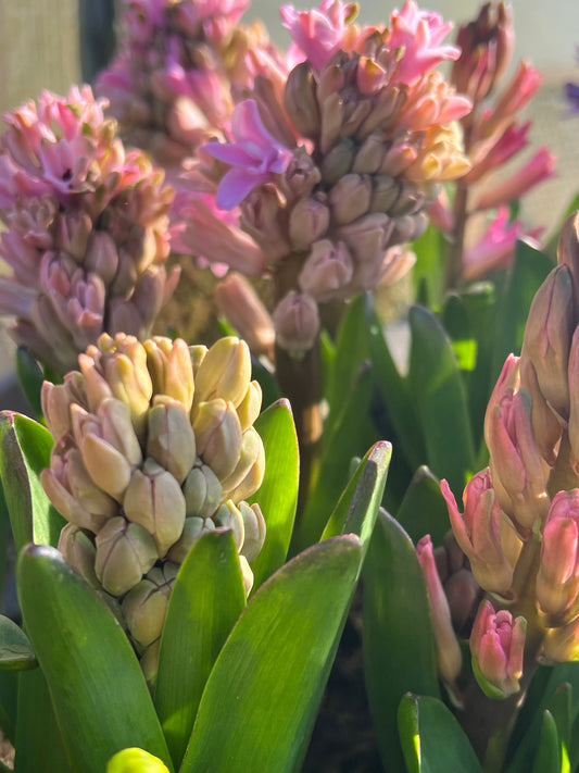 x2 Hyacinth Mixed Plants 13cm/1Litre