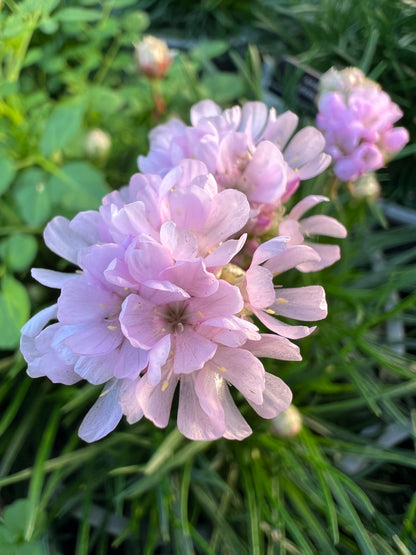 x2 Armeria Armada Pink 13cm/1 Litre