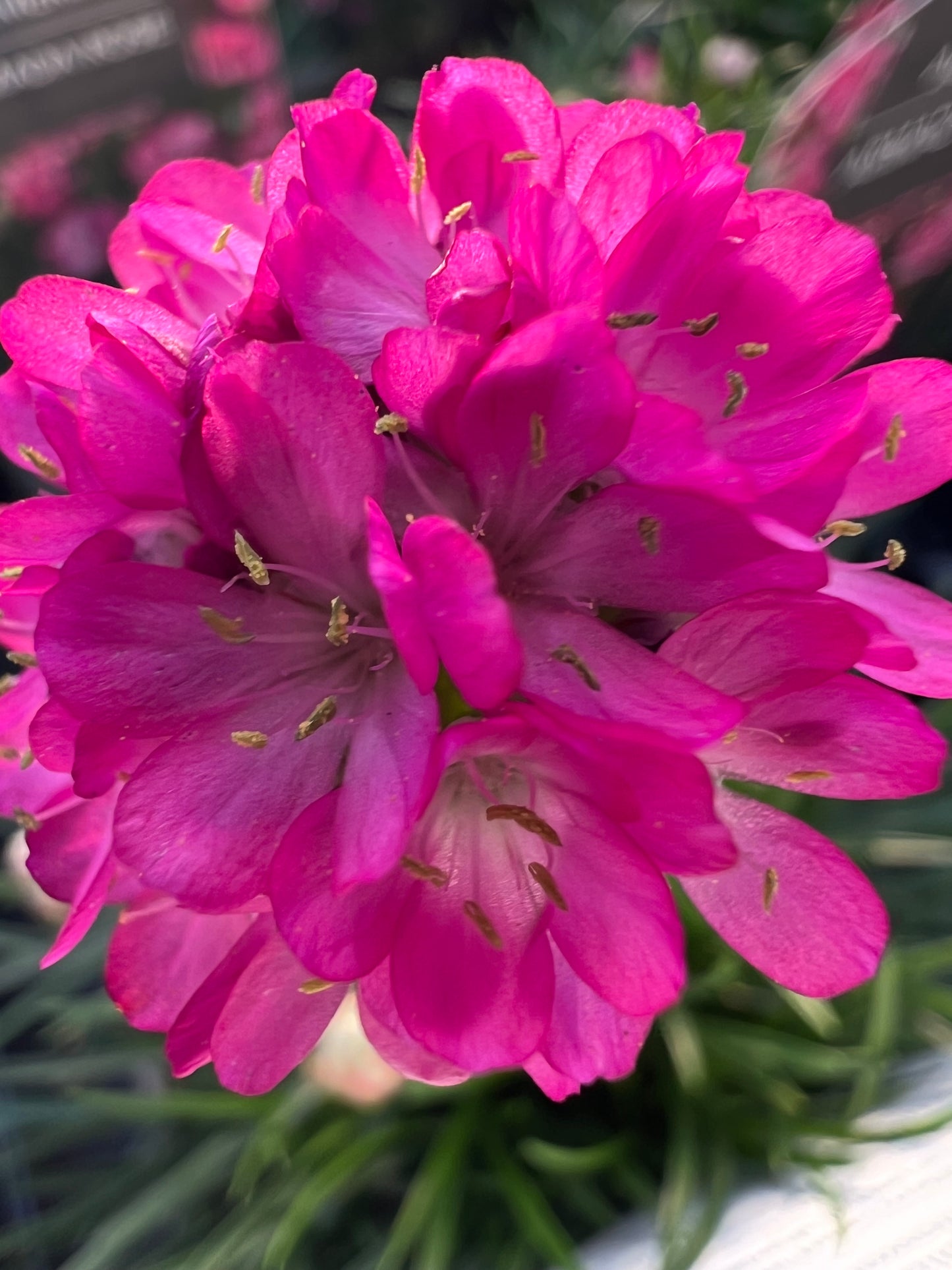 x2 Armeria Armada Rose 13cm/1 Litre