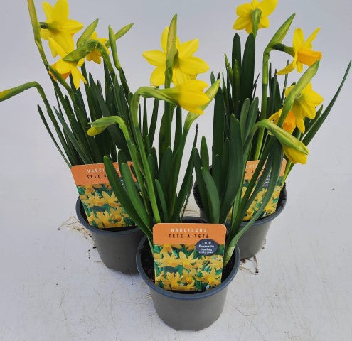 x3 Narcissus Daffodil Tete a Tete 10.5cm/9cm