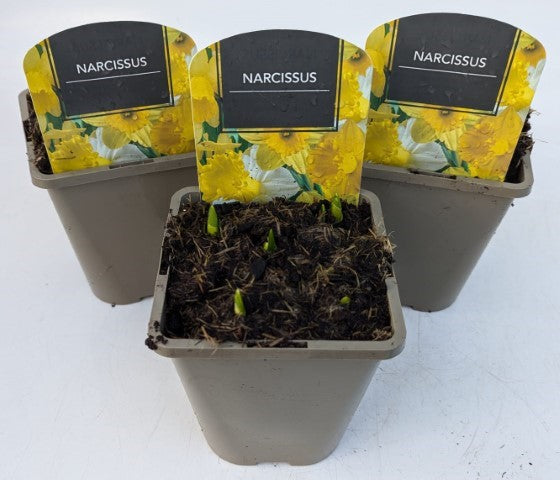 x2 Narcissus Daffodil Tete a Tete Plants 13cm/1Litre