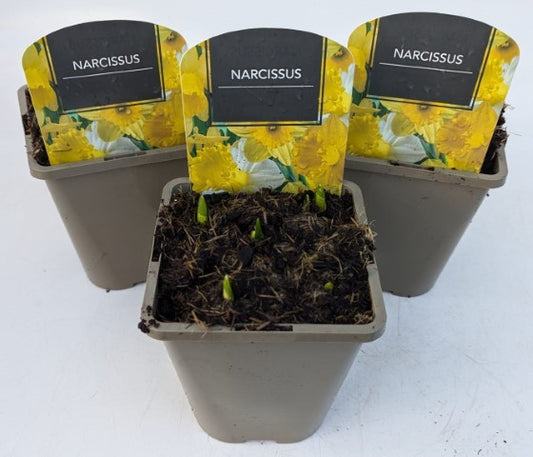 x2 Narcissus Daffodil Tete a Tete Plants 13cm/1Litre