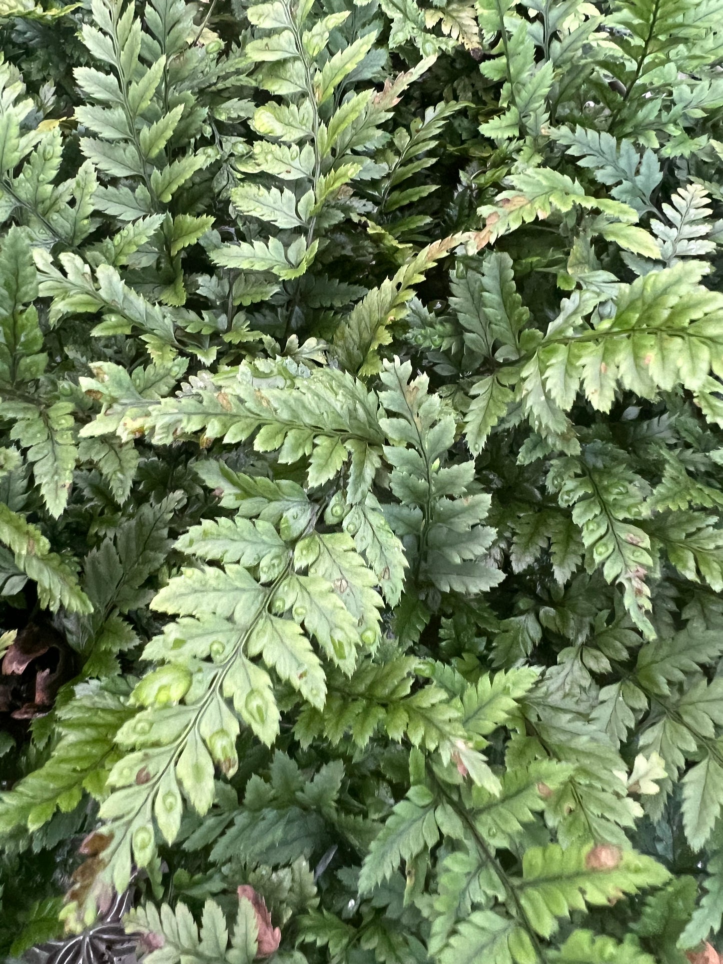 x3 Polystichum Rigens Plants in 10.5cm/9cm pots Fern/Grass