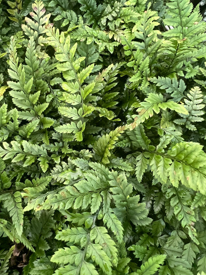 x3 Polystichum Rigens Plants in 10.5cm/9cm pots Fern/Grass