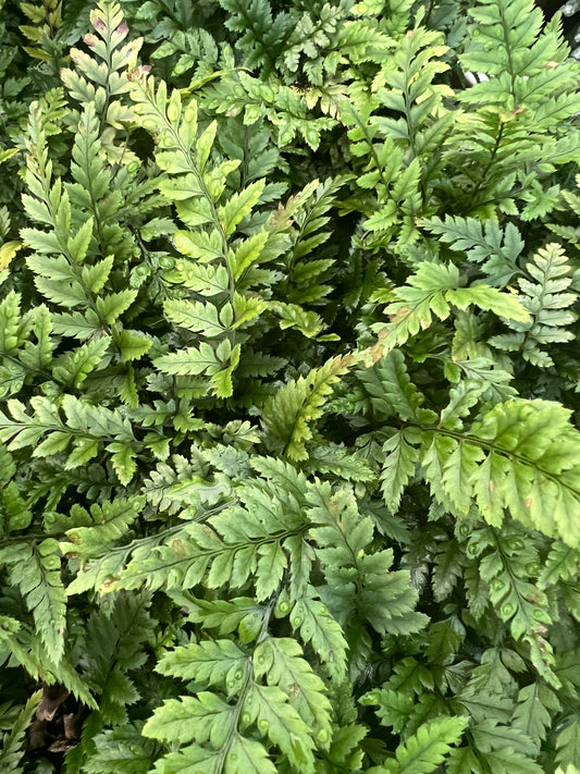 x3 Polystichum Rigens Plants in 10.5cm/9cm pots Fern/Grass