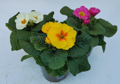 x3 Primula Primrose Mix 10.5cm