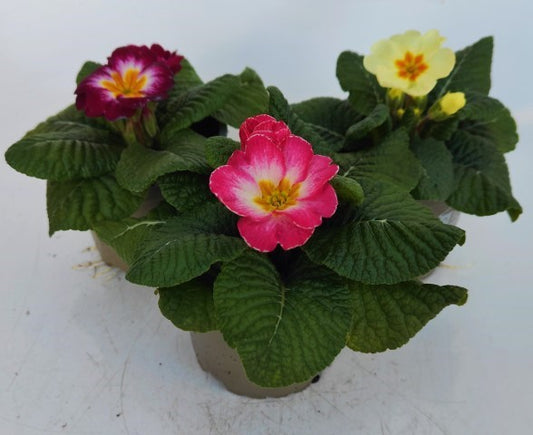 x3 Primula Primrose Mix 10.5cm