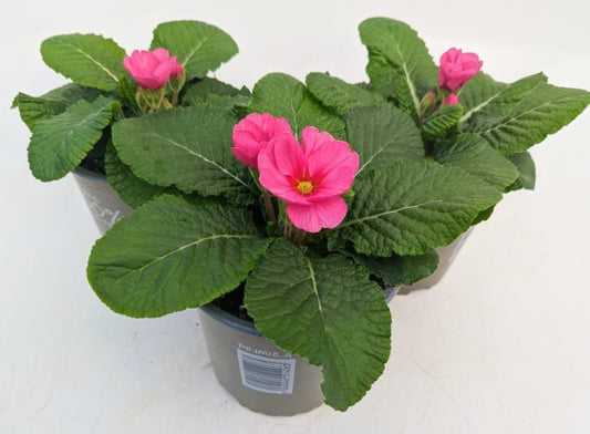 x2 Primula Primrose Raspberry Rose 13cm/1Ltr