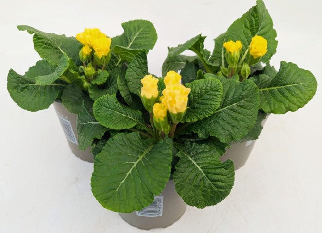 x2 Primula Primrose Rosebud Light Yellow 13cm/1Ltr