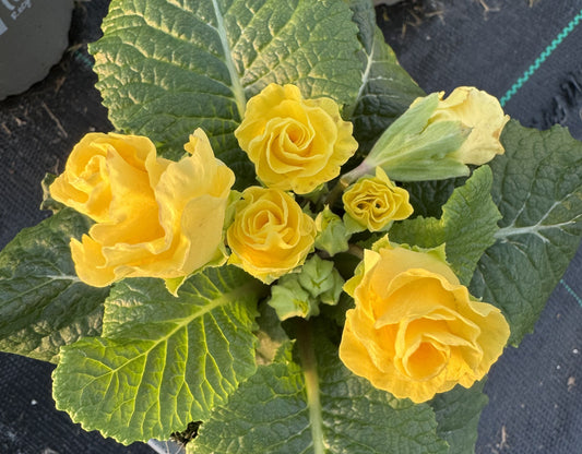 x2 Primula Primrose Rosebud Light Yellow 13cm/1Ltr